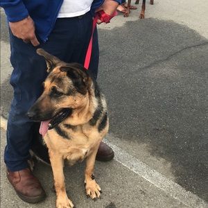 Meet your Posher, Hector